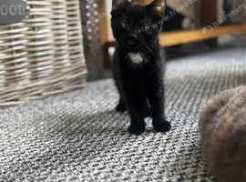 Two beautiful black kittens for sale