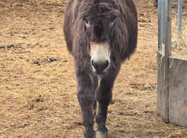 Part bred miniature Jennys super cute donkeys