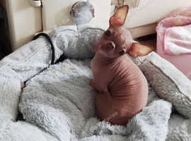 Beautiful Hairless Chihuahua Female