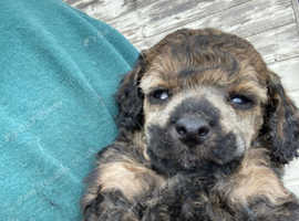 Sable toy poodle puppy