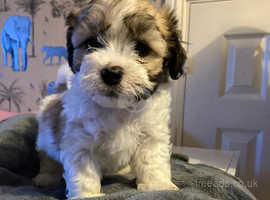 Shichon puppies 3 x girls and 2 boys remaining