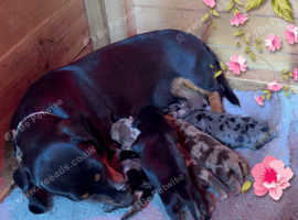 Beautiful litter of miniature dachshund