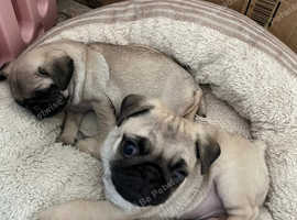 Pug Girl READY Now Traditional Fawn Pug Puppy Female