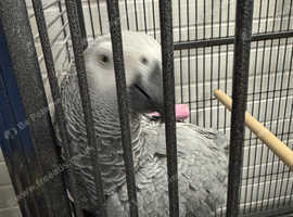 2 grey parrots