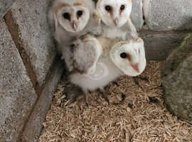 Young barn owls available