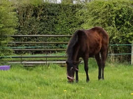 **Sports Horse Bay Filly**
