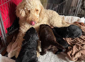 Gorgeous Newfypoos