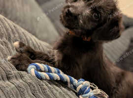 4 month old Male Labradoodle