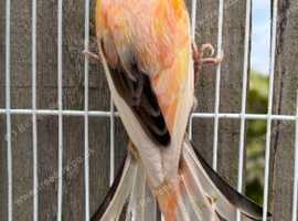 scots fancy canary