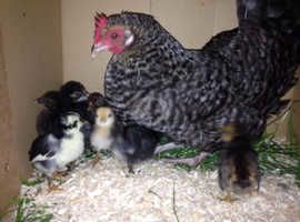 Silkie Chickens For Sale Rehome In Worcestershire Find Chickens