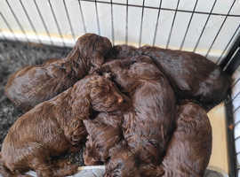 Stunning Litter Of F1 Sproodle Puppies