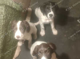Springer Spaniel Puppies