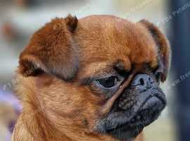 Lovely Red Smooth Coat Griffon Bruxellois Male