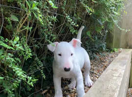 English bull terrier puppies KC registered