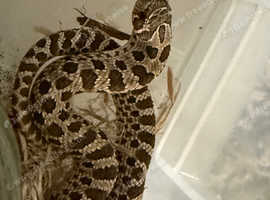 2 baby hog nose snakes