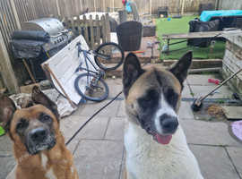 American akita x German shepherd puppy's