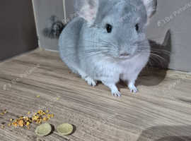 Beautiful chinchillas for sale