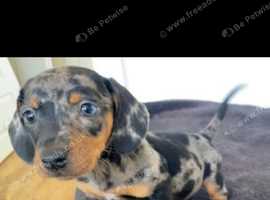 Daschund puppies ( ready to leave)