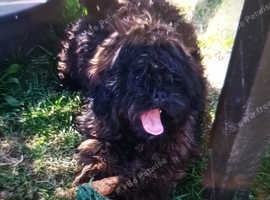 Poodle cross pug male