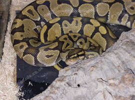 Orange Ghost Python in Bideford on Freeads Classifieds - Pythons ...