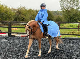 Potential hoys contender