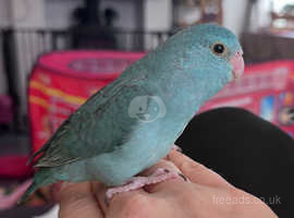 Hand reared Parrotlet baby
