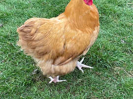 Buff Orpington