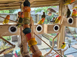 Love Birds for sale
