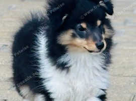 Beautiful tri bitch puppy