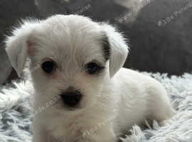 Morkie puppies