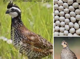 Bobwhite fertile quail eggs