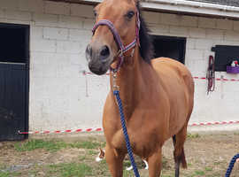 Our gourguse tb mare is up for sale