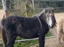 Beautiful Dartmoor filly