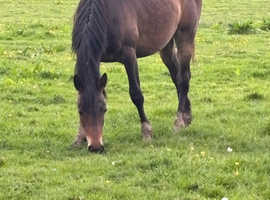 Grade C Appaloosa filly