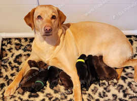 *Top Quality* KC Fully Health Tested 0:0 hips Chocolate Black Labrador puppies