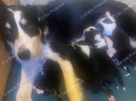 Border collie puppies