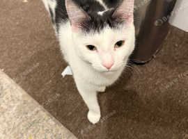 Cat for adoption