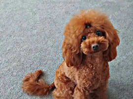 Imported Asian Toy Poodle