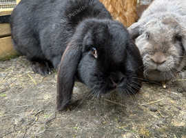 Black female giant rabbit