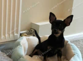 Beautiful miniature pinscher