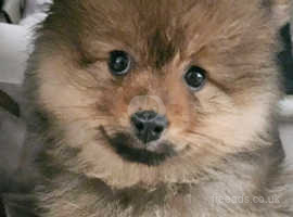 Available now! Can collect today! Last one, price reduced! Beautiful teddy bear face Pomeranian puppy