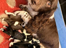 Beautiful English Springer Spaniel Pups