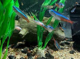 Neon Tetra