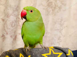 Hand Tamed/Untamed Ringneck available for Sale