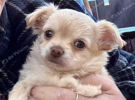 Long haired small chihuahua