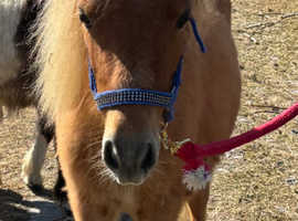 Pedigree American Miniature Sol ( 13 months / 7.7 Hands)