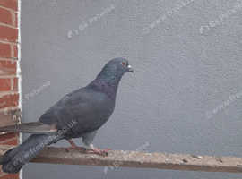 Male Pigeon