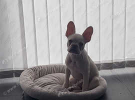 French bulldog