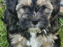 Female Shihtzu Puppy
