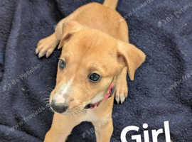 Lurcher puppies deerhound Suluki collie bull greyhound